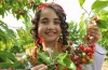 Uludağ kirazı 10 liraya ihracata gidiyor