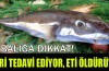 Bu balığa dikkat