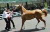 Arap atları görücüye çıkıyor