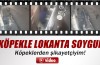 3 köpekle soyguna gitti