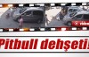 Bursa’da Pitbull dehşeti