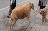 Bursa'da kurbanlık koç köpeği böyle kovaladı!