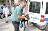 Bursa'da polis aracıyla pitbull operasyonu!