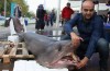 Bursa'da denizden jaws çıktı