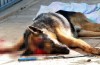 Vahşet! Köpeğini cadde ortasında öldürdü!
