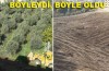 Bursa'da 100 zeytin ağacı 2 saatte söküldü!