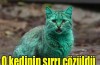 İşte kediyi bu hale getiren sır!