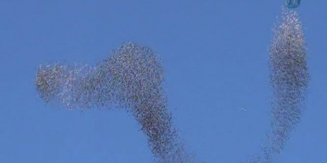 Kuşların büyüleyici gökyüzü şöleni 