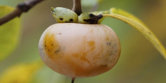 Antibiyotik yerine bu meyveyi tüketin