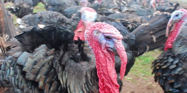 Yılbaşı öncesi hindiye hücum