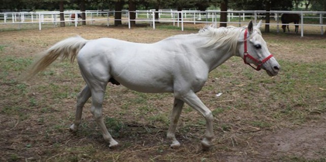 Bursa'daki bu yarış atı para basıyor!