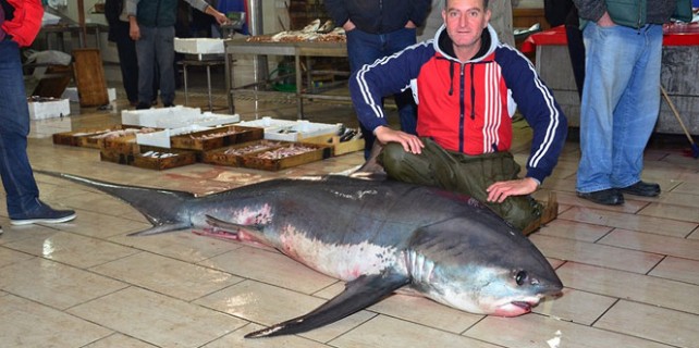 Üç metrelik ‘canavar’  yakalandı