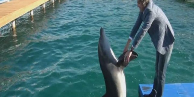 Hiç horon tepen yunus gördünüz mü ?