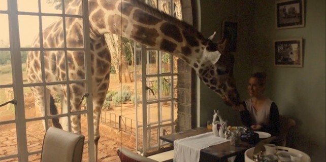 Zürafayla kahvaltı yapmak ister misiniz?
