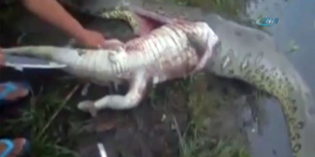 Yılanı deşip karnından timsah çıkardılar