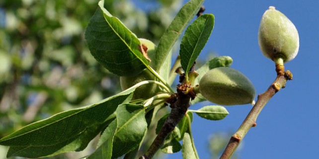 Yalancı bahara aldandılar
