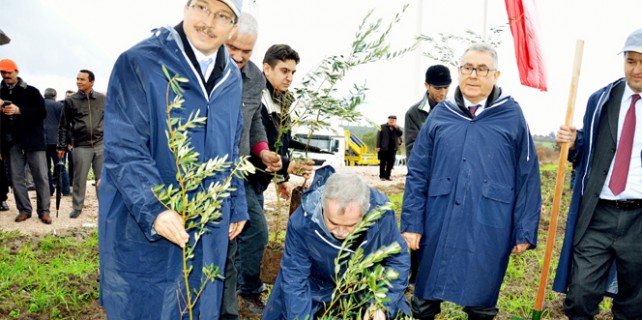 Yırca'da zeytinler yeniden can bulacak