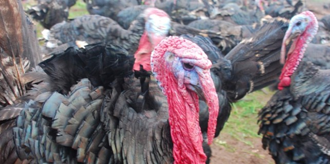 Yılbaşı sofralarınız hindisiz kalabilir