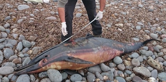 Vicdansızlar bunu da yaptı