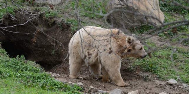 Bursa Zoopark'ta ayıya rahat battı