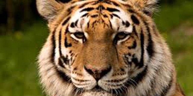 Kaplan yiyen adama hapis cezası