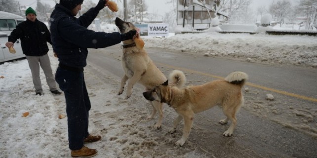 Karda aç kalan hayvanların imdadına koştular!