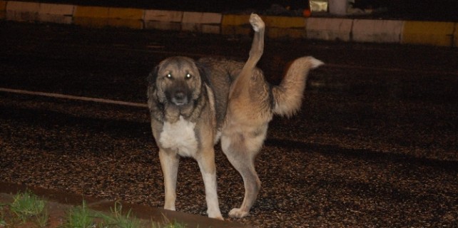 Görenlerin vicdanlarını sızlatıyor