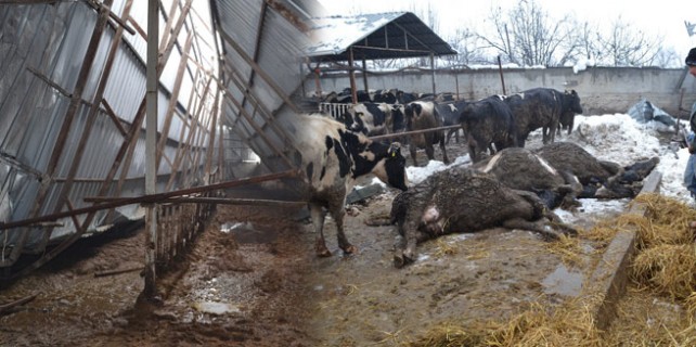 Bursa'da ahır çöktü! Canını zor kurtardı