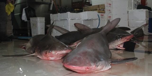 Dev köpek balıkları ağlara takıldı