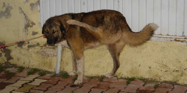 Av tüfeğiyle vuruldu böyle oldu!