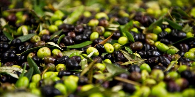 2015 yılında zeytin sıkıntısı yaşanacak mı?