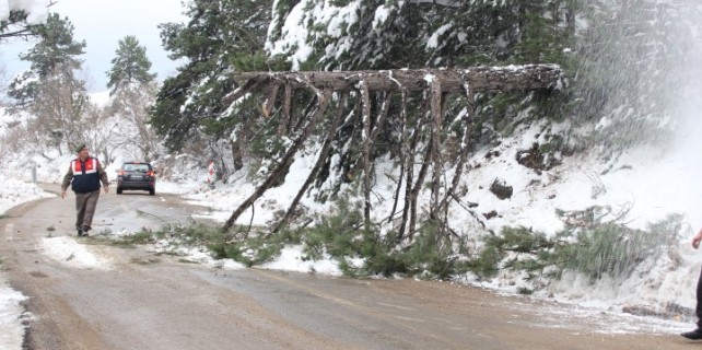 Devrilen ağaç Uludağ yolunu kapattı