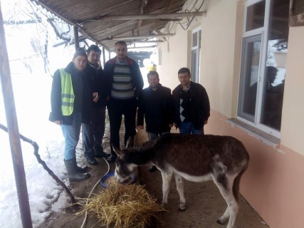 Maden işçileri karda perişan olan eşeğe sahip çıktı