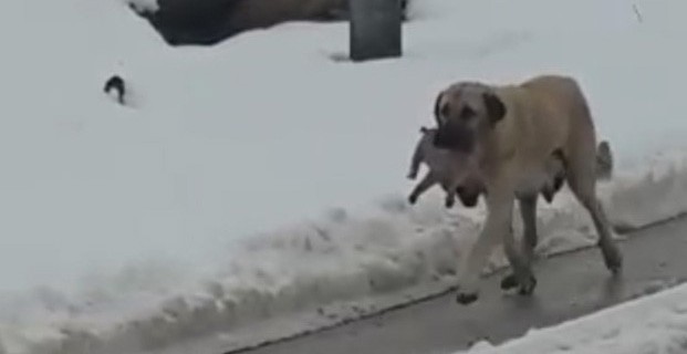 Anne köpek yavruları için bakın ne yaptı!