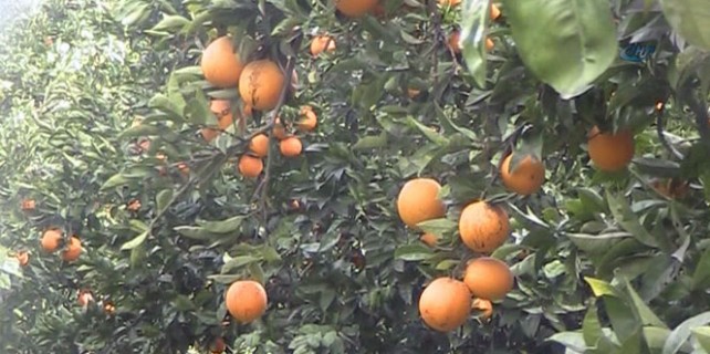 Markette 2.5 TL ama dalında çürüyor