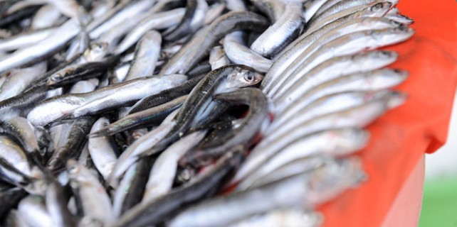 Kar yağışı hamsi fiyatını 3'e katladı