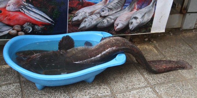 Tam 1,5 metre! Bursa'da yakalandı...