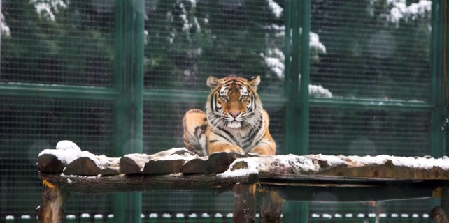 Sibirya soğukları en çok onları mutlu etti!