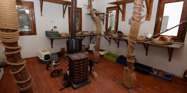 Türkiye'nin en şanslı kedileri...