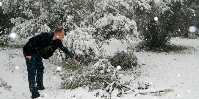 Kar zeytini vurdu!