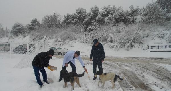 Karda sokak hayvanlarına sahip çıkma çağrısı