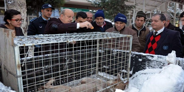 Karda aç kalan kurt şehre indi...
