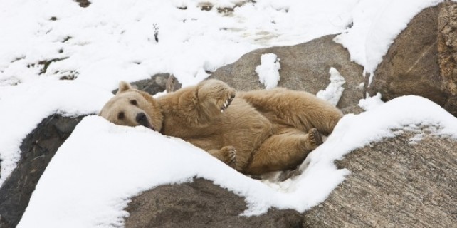 Hayvanat bahçesi sakinlerinin kar keyfi...