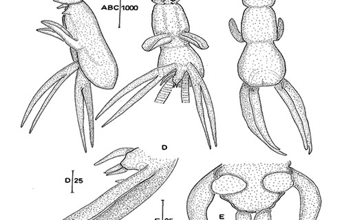 Dünyada bir ilk ... Türk sularında bulundu
