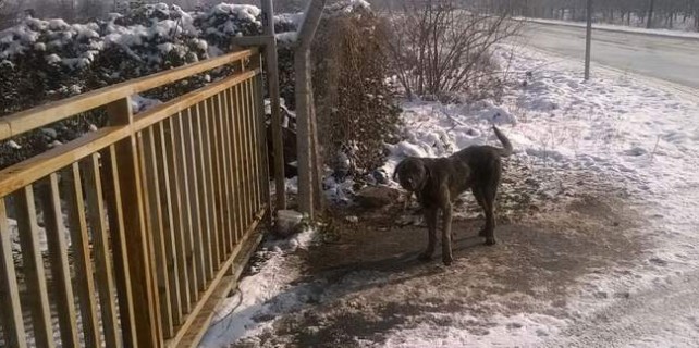 Bursa'da insanlık ayıbı