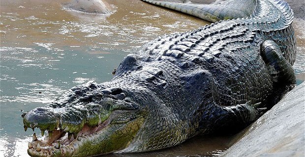 Timsahlı zehirli bira 56 can aldı