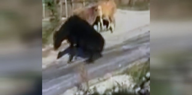 İnekler buz pateni yaparsa...