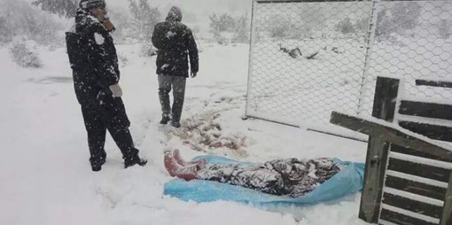 Bir metre karda böyle bulundu