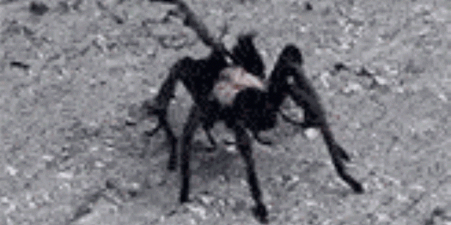 İnanılmaz görüntü