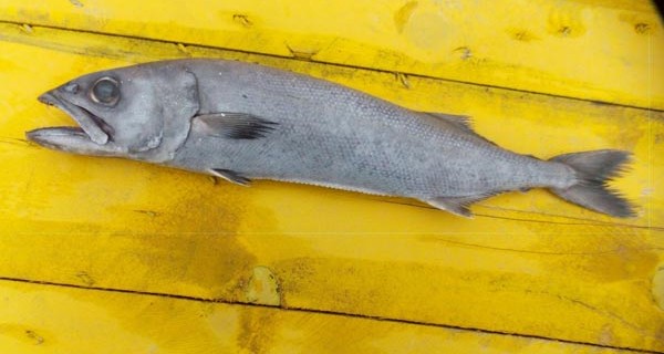 Satmaya kalksalardı felaket olurdu